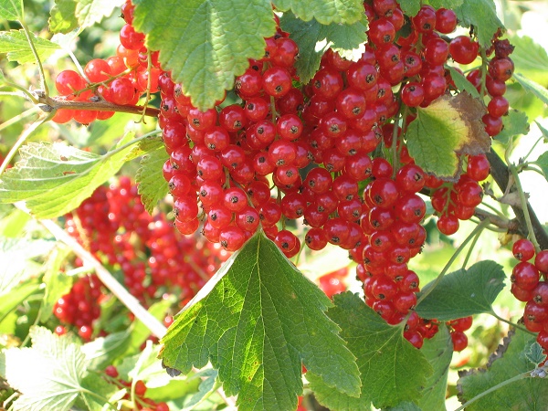Obsthof Cordes - Fruchtfoto Rote Johannisbeere