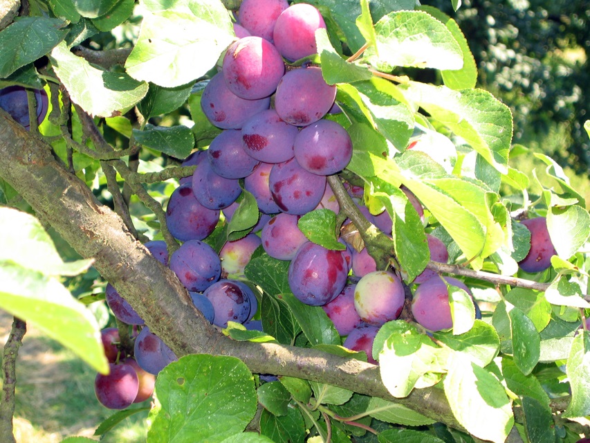 Obsthof Cordes - Fruchtfoto Opal