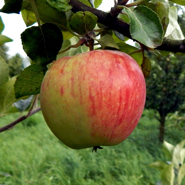 Obsthof Cordes - Fruchtfoto Juwel von Kirchwerder 