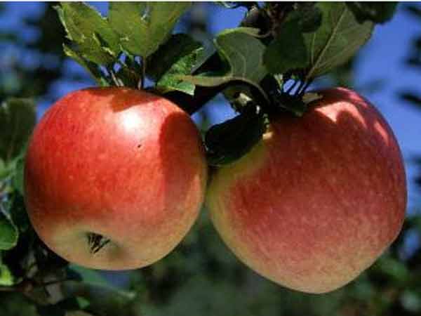 Obsthof Cordes - Fruchtfoto Alkmene Apfel