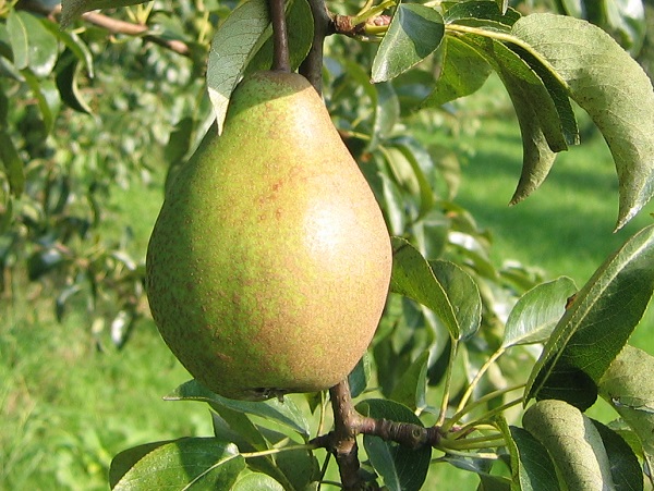 Obsthof Cordes - Fruchtfoto Köstliche von Charneux