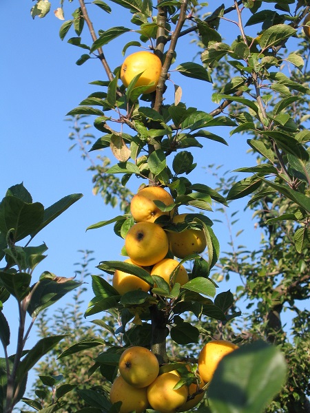 Obsthof Cordes - Fruchtfoto Grahams Jubiläumsapfel