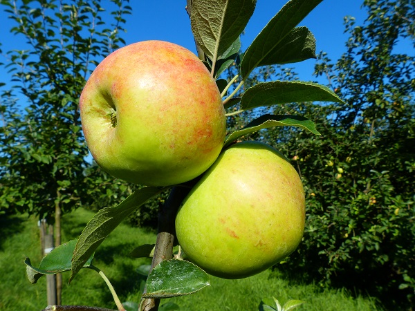 Obsthof Cordes - Fruchtfoto Gravensteiner