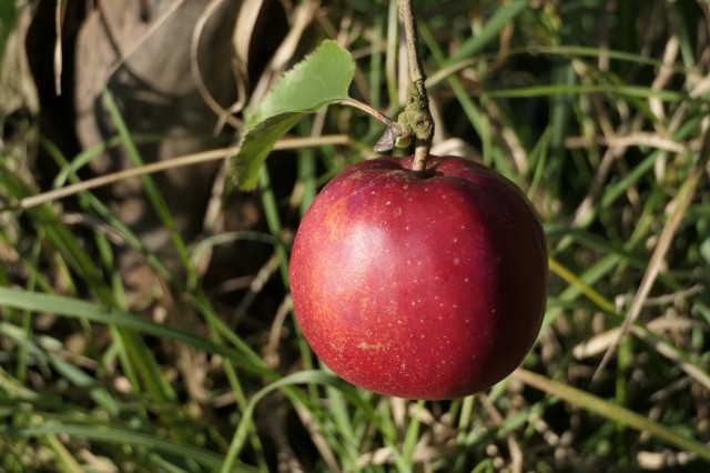 Obsthof Cordes -   1050125