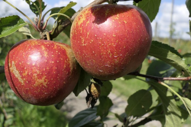 Obsthof Cordes -   1050937