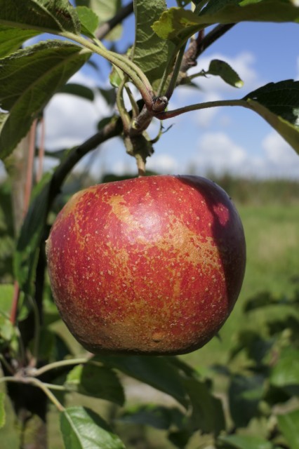 Obsthof Cordes -   1050939