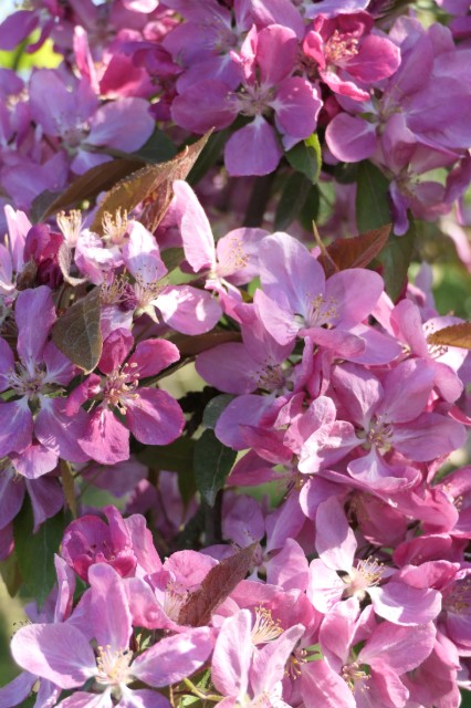 Obsthof Cordes -   Blüte Zierapfel