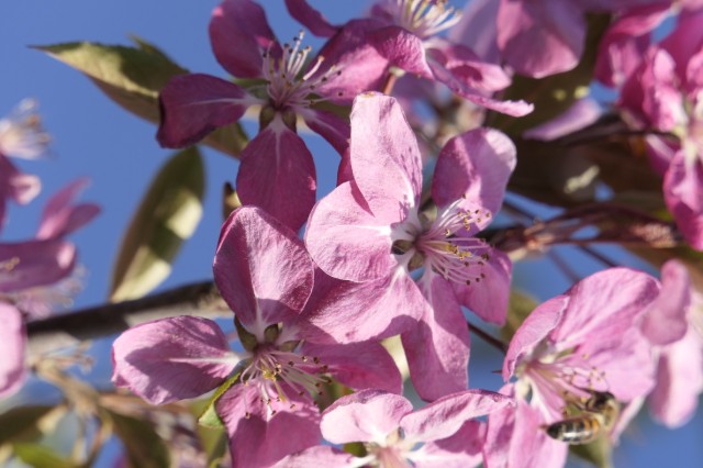Obsthof Cordes -  Blüte Zierapfel